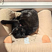Bellatrix participe au concours pour gagner de l'argent avec cette photo : cat, black_cat, pet, animal, sleeping, relaxed, lying_down, upside_down, sunlight, sunbeam, indoor, chair, cushion, window, wood_floor, whiskers, fur, paws, cozy, lounging