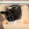cat, black_cat, pet, animal, sleeping, relaxed, lying_down, upside_down, sunlight, sunbeam, indoor, chair, cushion, window, wood_floor, whiskers, fur, paws, cozy, lounging