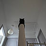 Bellatrix a rejoint le concours — aidez-le/la à gagner de superbes lots ! cat, black_cat, pet, animal, feline, scratching_post, cat_tree, indoor, home, room, ceiling, low_angle, portrait, staring, sitting, silhouette, ears, whiskers, furniture, architecture