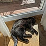 Bellatrix participe au concours pour gagner de l'argent avec cette photo : cat, black_cat, pet, animal, sleeping, lying_down, sunbathing, sunlight, sunbeam, window, indoor, wood_floor, floor, curtain, patio, outdoor_view, shadow, relaxed, furry, home