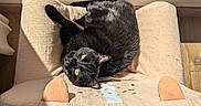Bellatrix a rejoint le concours — aidez-le/la à gagner de superbes lots ! cat, black_cat, pet, animal, feline, lying_down, upside_down, green_eyes, sunlight, sunbeam, indoor, window, pet_bed, cushion, cozy, relaxed, fur, whiskers, portrait, home