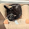 cat, black_cat, pet, animal, feline, lying_down, upside_down, green_eyes, sunlight, sunbeam, indoor, window, pet_bed, cushion, cozy, relaxed, fur, whiskers, portrait, home