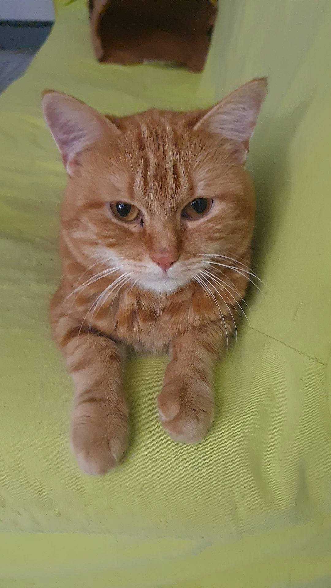 Minou participe au concours pour gagner de l'argent avec cette photo : carnivore, cat, claw, domestic_short_haired_cat, fawn, felidae, foot, fur, paw, small_to_medium_sized_cats, snout, tail, terrestrial_animal, whiskers