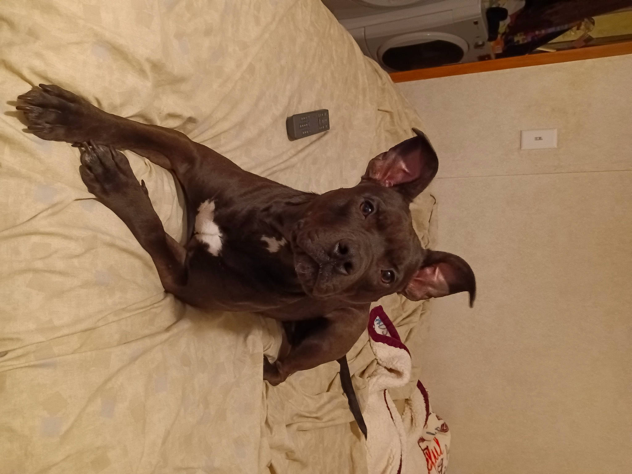 Zena is registered to the contest to win money with this photo: canidae, carnivore, comfort, dog_breed, ear, fawn, felidae, fur, guard_dog, liver, non_sporting_group, small_to_medium_sized_cats, snout, sporting_group, tail, terrestrial_animal, whiskers, wood, working_animal