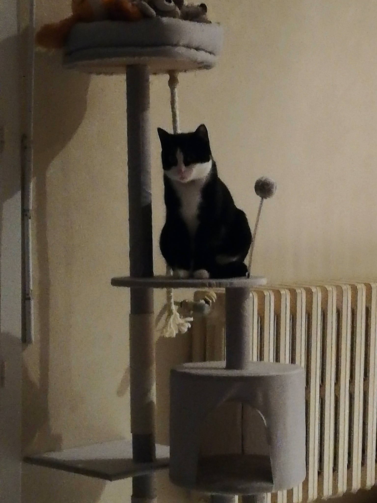 Princesse participe au concours pour gagner de l'argent avec cette photo : black_cat, carnivore, cat, cat_supply, chair, domestic_short_haired_cat, felidae, flooring, grey, hardwood, pet_supply, room, shelf, shelving, small_to_medium_sized_cats, stairs, table, tail, whiskers, wood