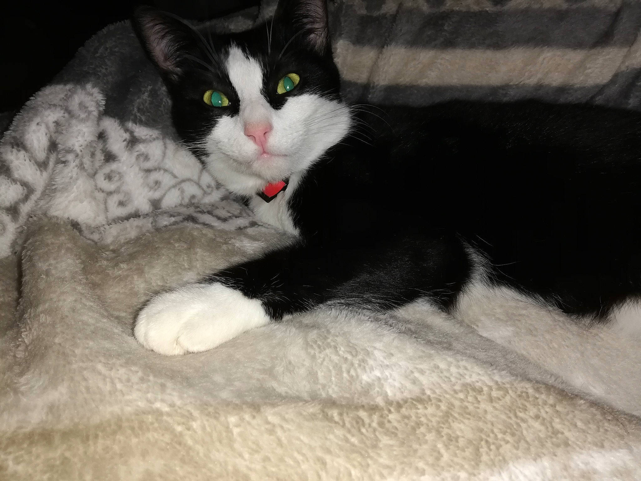 Princesse a rejoint le concours — aidez-le/la à gagner de superbes lots ! black_cat, carnivore, cat, claw, comfort, domestic_short_haired_cat, felidae, flooring, foot, fur, human_leg, monochrome_photography, paw, sitting, small_to_medium_sized_cats, snout, tail, whiskers