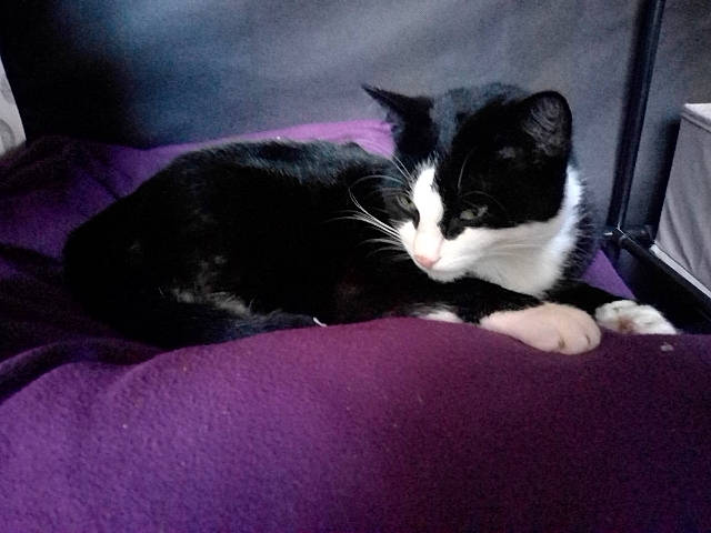 Princesse a rejoint le concours — aidez-le/la à gagner de superbes lots ! black_cat, carnivore, cat, comfort, domestic_short_haired_cat, felidae, fur, grey, human_leg, linens, magenta, paw, purple, room, small_to_medium_sized_cats, snout, tail, textile, tints_and_shades, whiskers