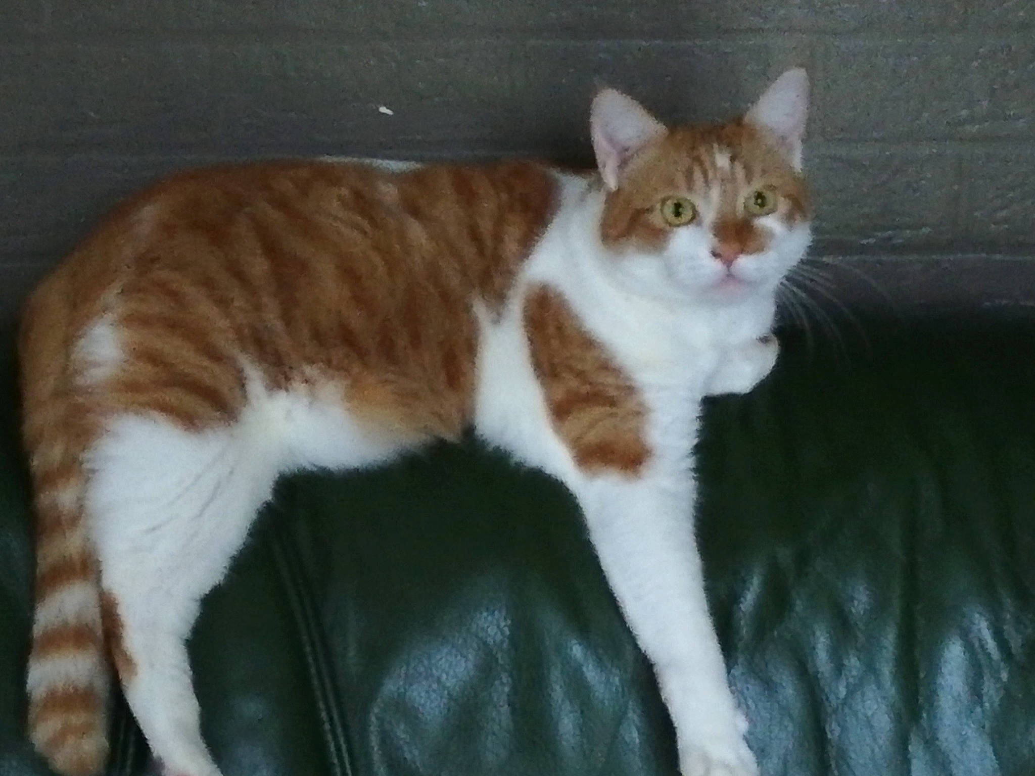 Rouky a rejoint le concours — aidez-le/la à gagner de superbes lots ! carnivore, cat, domestic_short_haired_cat, fawn, felidae, fur, paw, small_to_medium_sized_cats, tail, terrestrial_animal, whiskers