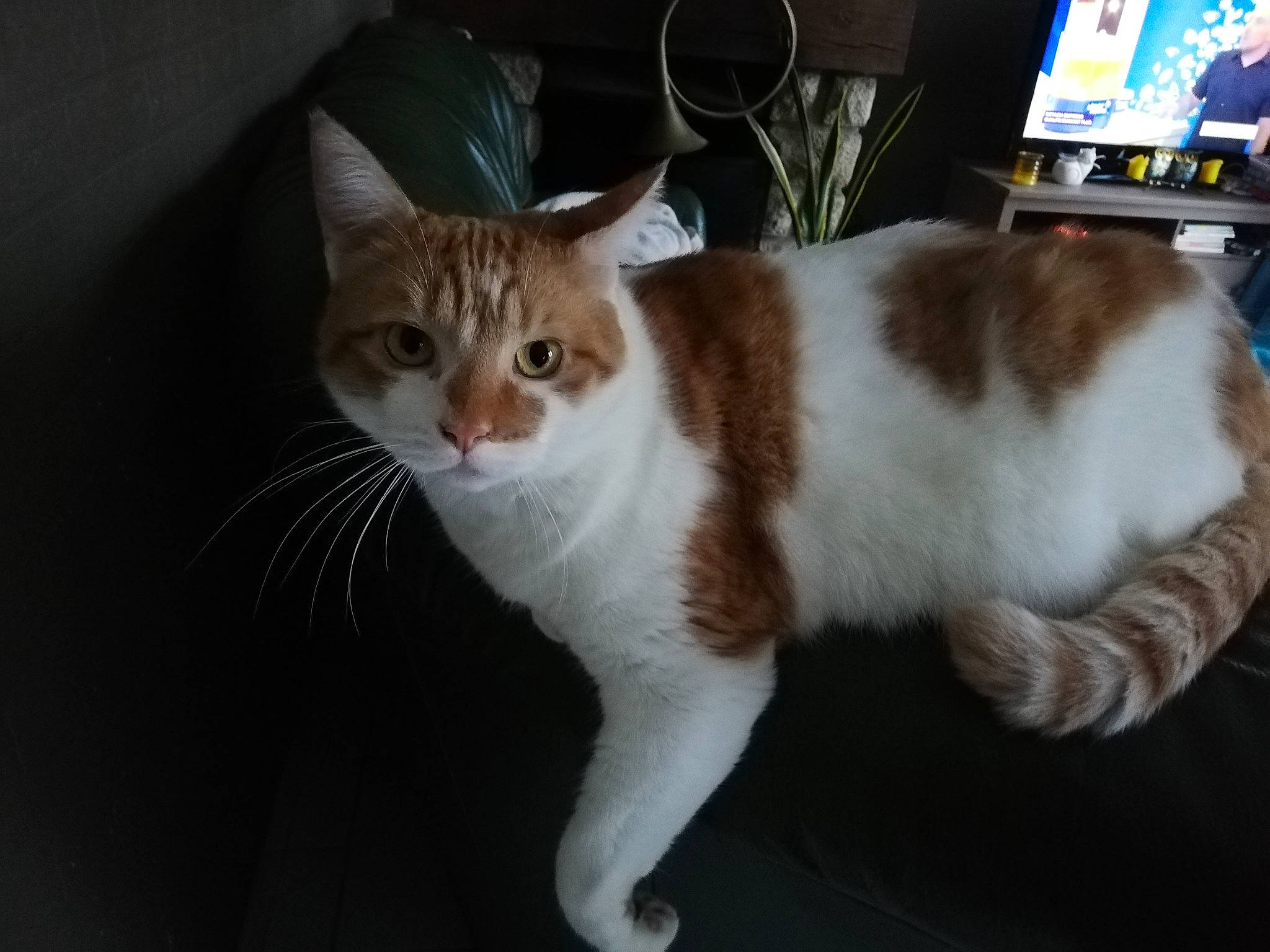 Rouky a rejoint le concours — aidez-le/la à gagner de superbes lots ! carnivore, cat, domestic_short_haired_cat, fawn, felidae, flowerpot, fur, houseplant, paw, plant, small_to_medium_sized_cats, snout, tail, television, terrestrial_animal, whiskers