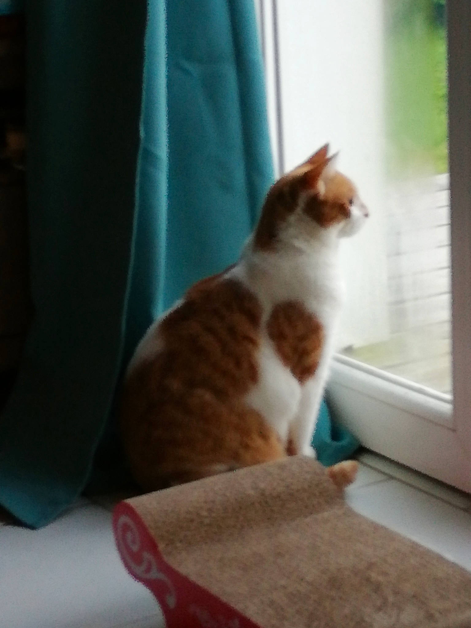 Rouky participe au concours pour gagner de l'argent avec cette photo : carnivore, cat, comfort, curtain, domestic_short_haired_cat, fawn, felidae, flooring, foot, fur, hardwood, human_leg, linens, room, sitting, small_to_medium_sized_cats, tail, whiskers, window, wood