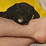 Blue is registered to the contest to win money with this photo: puppy, dog, resting, yellow_pillow, human_leg, indoor, cozy, brown_fur, closeup, pet, fur, relaxed, sleepy, couch, blanket, comfort, animal, friendship, domestic_animal, cute