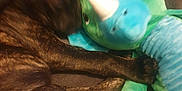 Blue joined the competition — help win amazing prizes! dog, plush_toy, dinosaur, blue, green, black, furry, pet, cuddle, soft_toy, animal, indoor, blurred, paw, texture, fabric, sleeping, resting, close_up, cozy