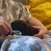 Blue is registered to the contest to win money with this photo: puppy, dog, blanket, person, hand, toy, indoor, cozy, yellow_background, star_pattern, playing, pet, cuddle, comfort, soft_texture, animal, young_dog, resting, warm_colors, close_up