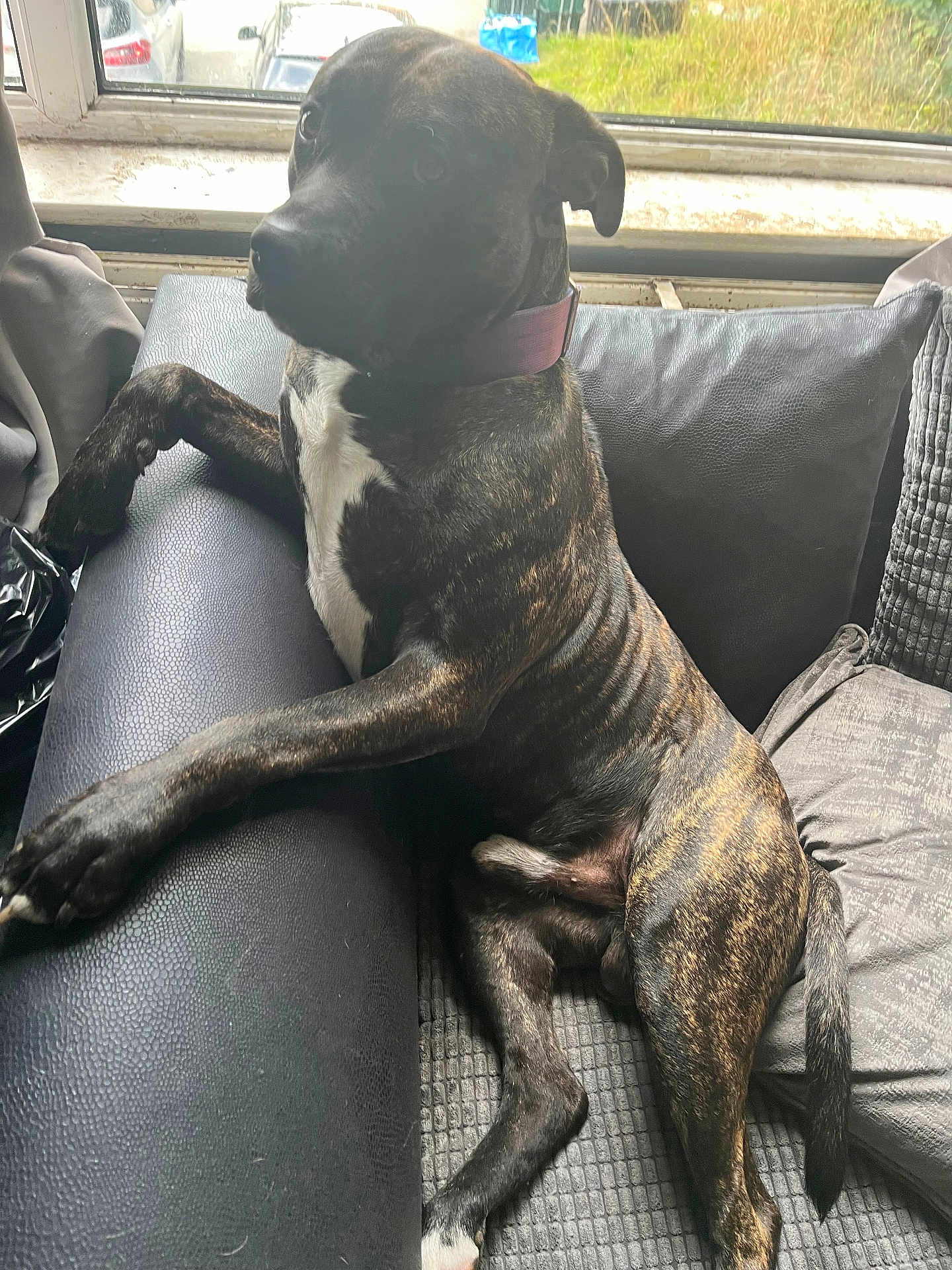 Blue is registered to the contest to win money with this photo: dog, brindle, couch, indoor, window, pet, relaxed, fur, tail, collar, armrest, muzzle, paw, domestic_animal, canine, furniture, home, resting, looking, animal