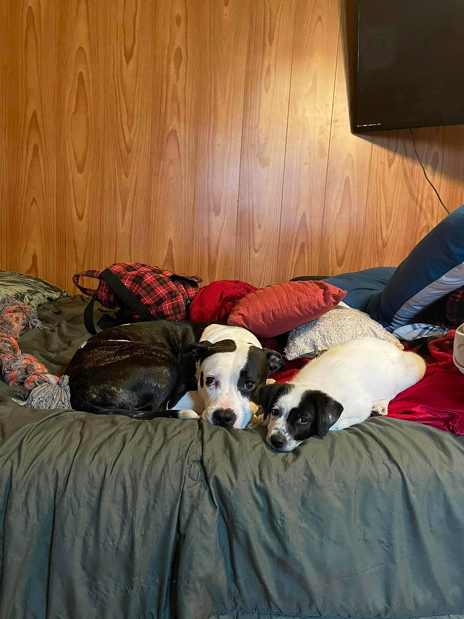 Roxanne is registered to the contest to win money with this photo: bedding, bedroom, carnivore, comfort, companion_dog, couch, dog, dog_breed, fawn, flooring, fur, home, interior_design, linens, living_room, mammal, room, sporting_group, tints_and_shades, wood