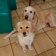Nina participe au concours pour gagner de l'argent avec cette photo : dog, golden_retriever, puppy, adult_dog, indoor, floor, tile_floor, furniture, table, chair, pet, animal, cute, looking_at_camera, two_dogs, domestic, companions, relaxed, brown_dog, light_brown_dog
