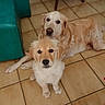 dog, golden_retriever, puppy, adult_dog, indoor, floor, tile_floor, furniture, table, chair, pet, animal, cute, looking_at_camera, two_dogs, domestic, companions, relaxed, brown_dog, light_brown_dog