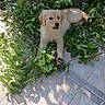 Nina a rejoint le concours — aidez-le/la à gagner de superbes lots ! puppy, dog, golden_retriever, leafy_branches, greenery, outdoor, patio, tiled_floor, sunlight, shadow, playful, cute, pet, animal, young_dog, fur, nature, relaxing, garden, daytime