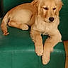 Nina participe au concours pour gagner de l'argent avec cette photo : dog, golden_retriever, puppy, couch, green_couch, pet, indoor, relaxed, fur, animal, canine, floor, tile_floor, paw, ears, nose, tail, resting, home, cozy
