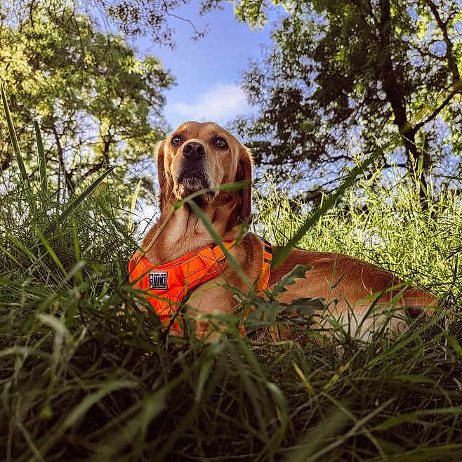 Loki a rejoint le concours — aidez-le/la à gagner de superbes lots ! animal, canine, daytime, dog, flora, forest, grass, greenery, leaves, lying_down, mammal, nature, orange_harness, outdoor, park, pet, relaxed, sky, sunlight, trees