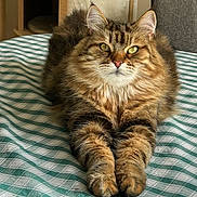 Obiwan participe au concours pour gagner de l'argent avec cette photo : cat, tabby, fluffy, green_eyes, bedspread, checkered, indoor, furniture, cat_tree, chair, pet, animal, fur, whiskers, relaxed, looking_at_camera, paws, domestic_cat, cute, cozy