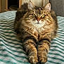 cat, tabby, fluffy, green_eyes, bedspread, checkered, indoor, furniture, cat_tree, chair, pet, animal, fur, whiskers, relaxed, looking_at_camera, paws, domestic_cat, cute, cozy