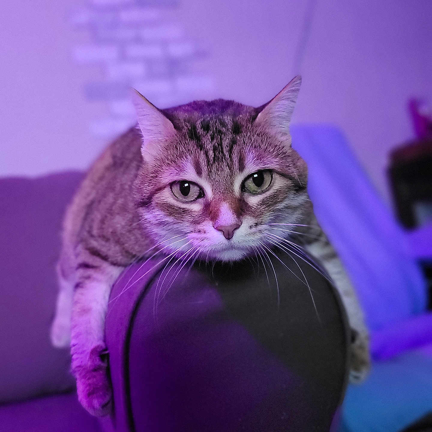 Wendy a rejoint le concours — aidez-le/la à gagner de superbes lots ! abyssinian, animal, architecture, armchair, building, cat, chair, couch, cushion, furniture, headrest, homedecor, indoors, kitten, livingroom, manx, pet, purple, room, siamese