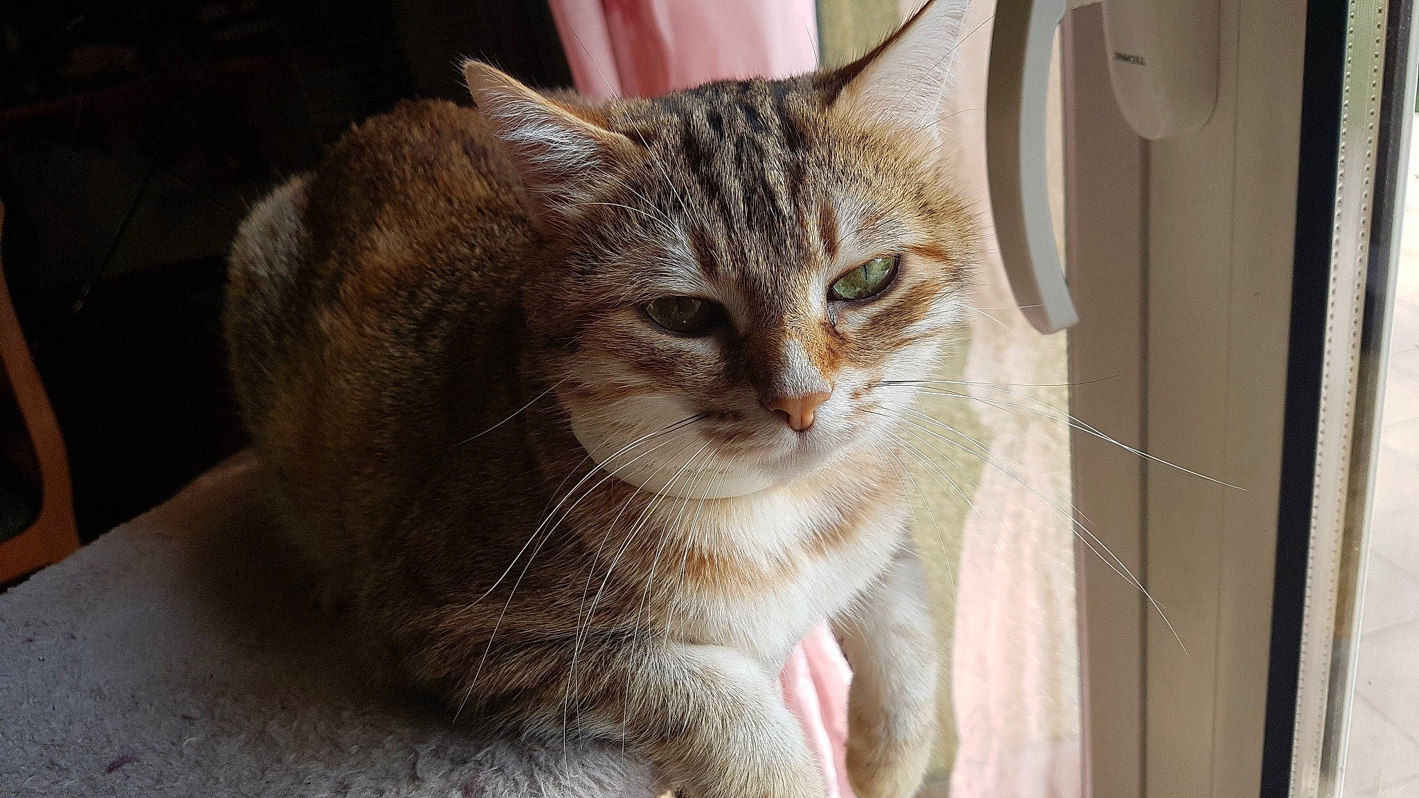 Wendy a rejoint le concours — aidez-le/la à gagner de superbes lots ! animal_shelter, carnivore, cat, cat_supply, domestic_short_haired_cat, door, fawn, felidae, fur, paw, pet_supply, small_to_medium_sized_cats, snout, tree, whiskers, window