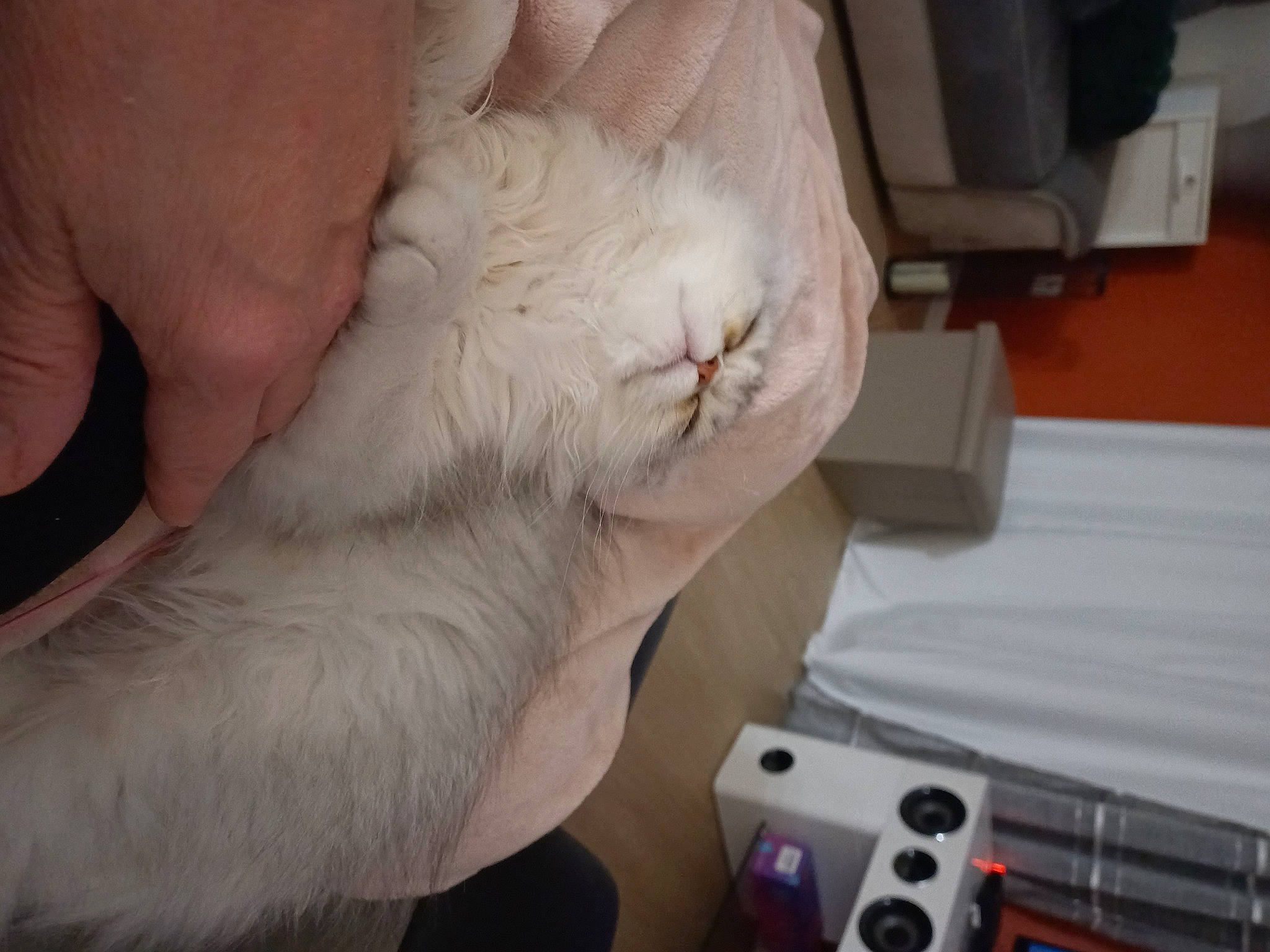 Izzy a rejoint le concours — aidez-le/la à gagner de superbes lots ! carnivore, cat, claw, comfort, domestic_short_haired_cat, felidae, finger, foot, fur, gadget, game_controller, gesture, input_device, machine, musical_instrument, nail, paw, small_to_medium_sized_cats, thumb, whiskers