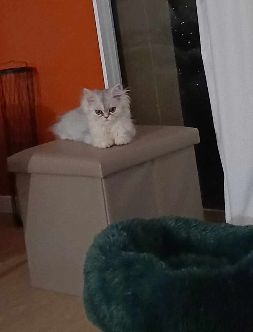 Izzy