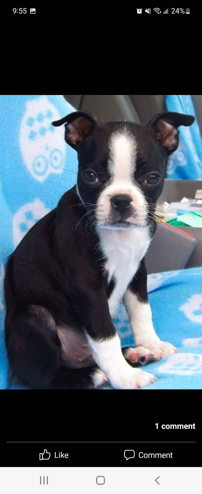 Linus joined the competition — help win amazing prizes! boston_terrier, canidae, carnivore, collar, comfort, companion_dog, dog, dog_breed, fawn, fur, non_sporting_group, snout, sporting_group, terrestrial_animal, toy_dog, whiskers, working_animal