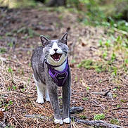 Zoey Kitty joined the competition — help win amazing prizes! cat, gray_cat, white_cat, animal, pet, harness, outdoor, forest, nature, greenery, tree, ground, pine_cone, leaves, mammal, walking, happy, closeup, daylight, wildlife