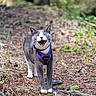 cat, gray_cat, white_cat, animal, pet, harness, outdoor, forest, nature, greenery, tree, ground, pine_cone, leaves, mammal, walking, happy, closeup, daylight, wildlife