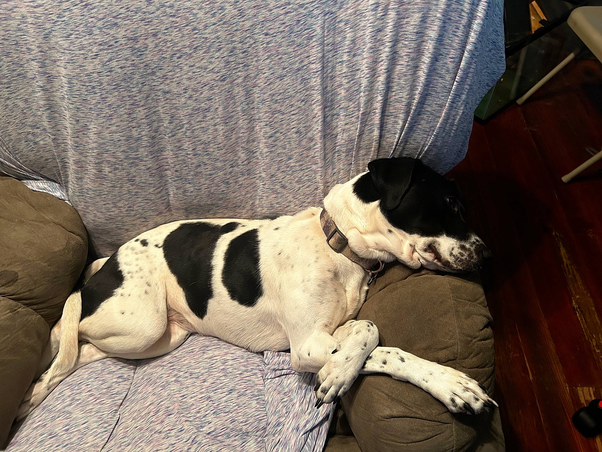 Luna is registered to the contest to win money with this photo: canidae, carnivore, collar, comfort, companion_dog, couch, dog, dog_breed, dog_collar, dog_supply, hardwood, linens, non_sporting_group, paw, pet_supply, snout, sporting_group, terrestrial_animal, wood, working_animal