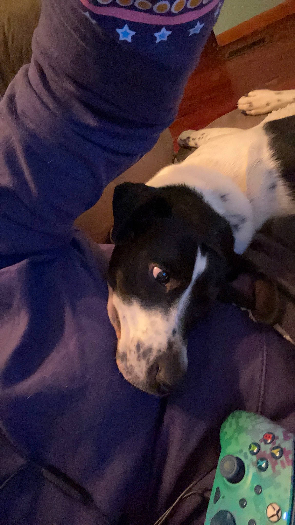 Luna joined the competition — help win amazing prizes! carnivore, comfort, companion_dog, dog, dog_breed, dog_supply, electric_blue, fur, guard_dog, non_sporting_group, snout, working_animal, working_dog