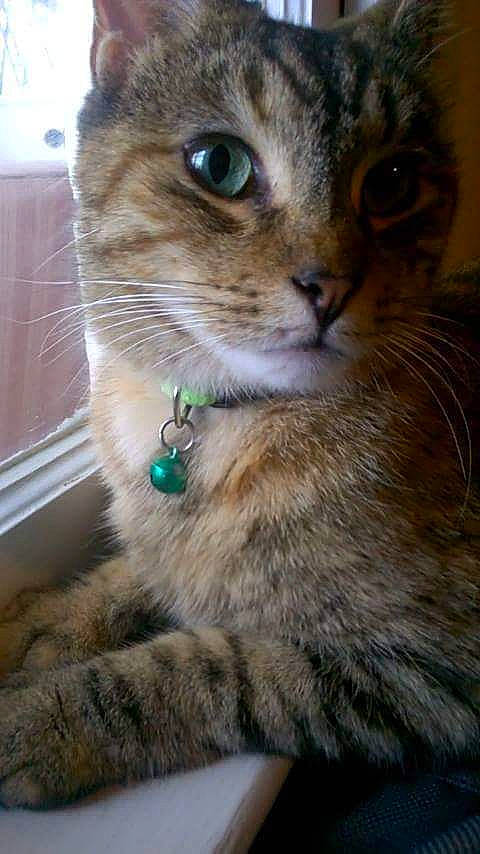 Ava is registered to the contest to win money with this photo: carnivore, cat, claw, collar, domestic_short_haired_cat, felidae, fur, iris, paw, pet_supply, small_to_medium_sized_cats, snout, tail, terrestrial_animal, whiskers, wildlife, window