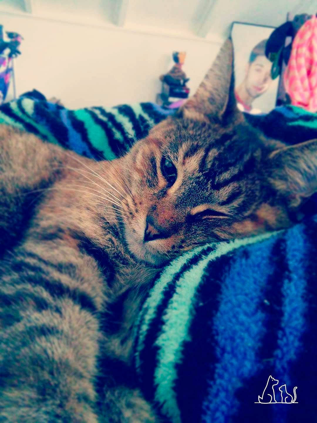 Ava is registered to the contest to win money with this photo: azure, carnivore, cat, cloud, comfort, domestic_short_haired_cat, electric_blue, felidae, fur, meteorological_phenomenon, pattern, paw, sky, small_to_medium_sized_cats, snout, square, tail, vertebrate, whiskers, wildlife