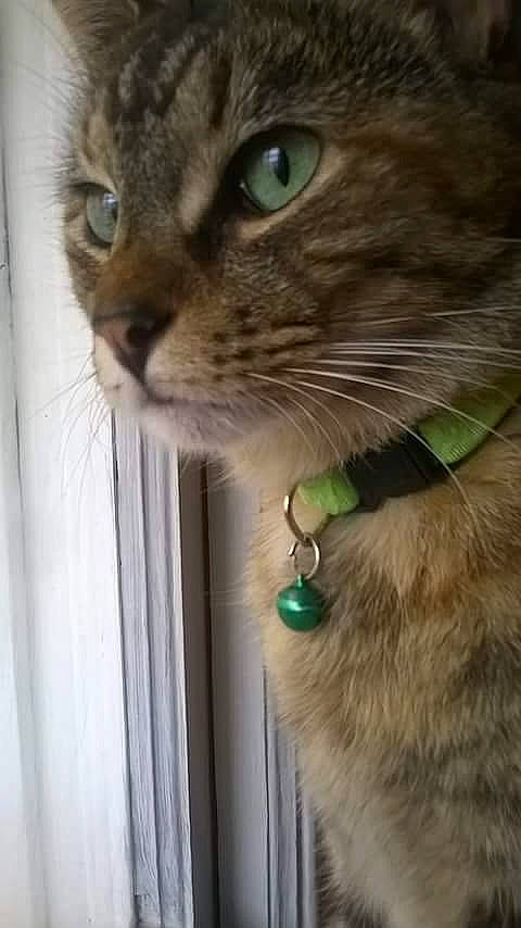 Ava joined the competition — help win amazing prizes! carnivore, cat, claw, collar, domestic_short_haired_cat, eyelash, fashion_accessory, fawn, felidae, fur, gesture, iris, leash, pet_supply, small_to_medium_sized_cats, snout, tail, whiskers, window, wrist