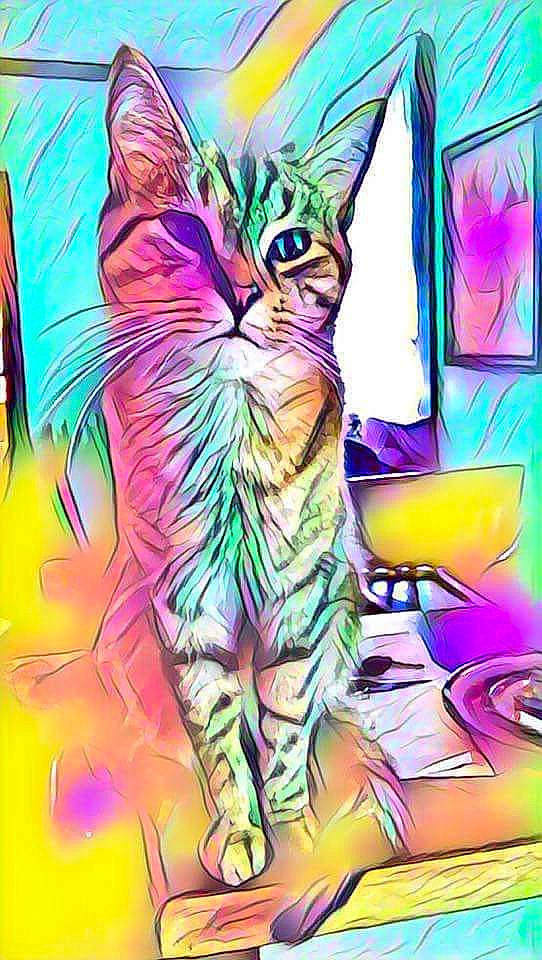 Ava is registered to the contest to win money with this photo: art, carnivore, cat, drawing, felidae, fictional_character, font, graffiti, graphics, illustration, magenta, organism, paint, painting, pink, purple, small_to_medium_sized_cats, tail, visual_arts, whiskers