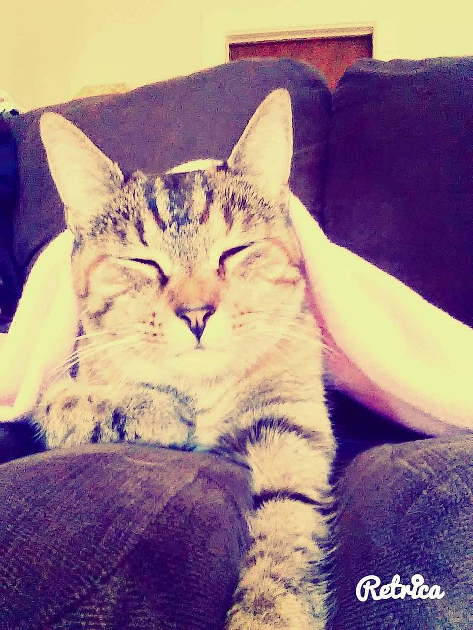 Ava joined the competition — help win amazing prizes! carnivore, cat, claw, comfort, couch, domestic_short_haired_cat, felidae, fur, hug, mountain, nap, paw, photo_caption, sitting, small_to_medium_sized_cats, snout, square, tail, whiskers, window