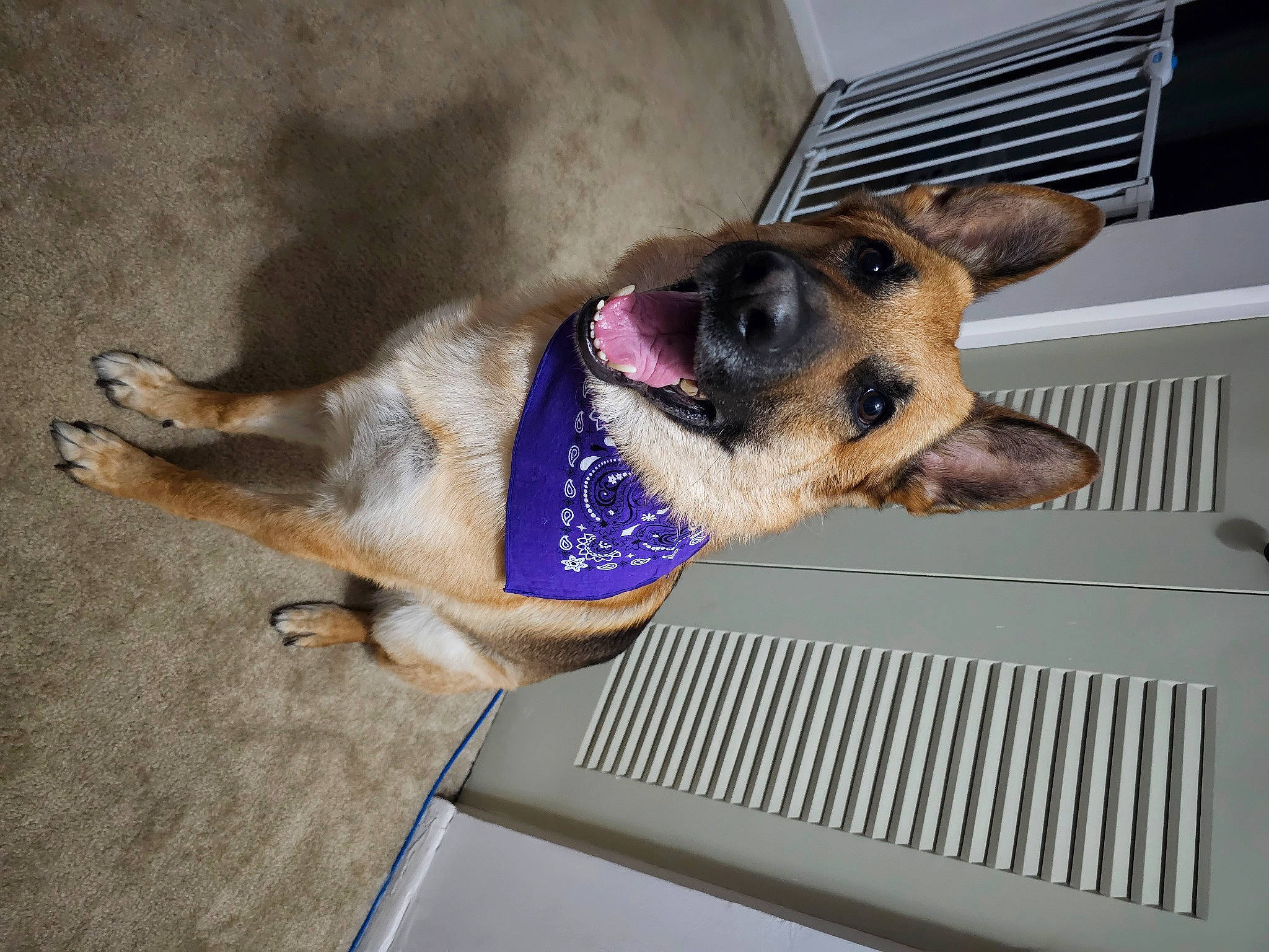 Cassius joined the competition — help win amazing prizes! biting, canidae, carnivore, collar, comfort, companion_dog, dog, dog_breed, dog_collar, dog_supply, fawn, fur, paw, pet_supply, snout, sporting_group, terrestrial_animal, whiskers, working_animal, working_dog