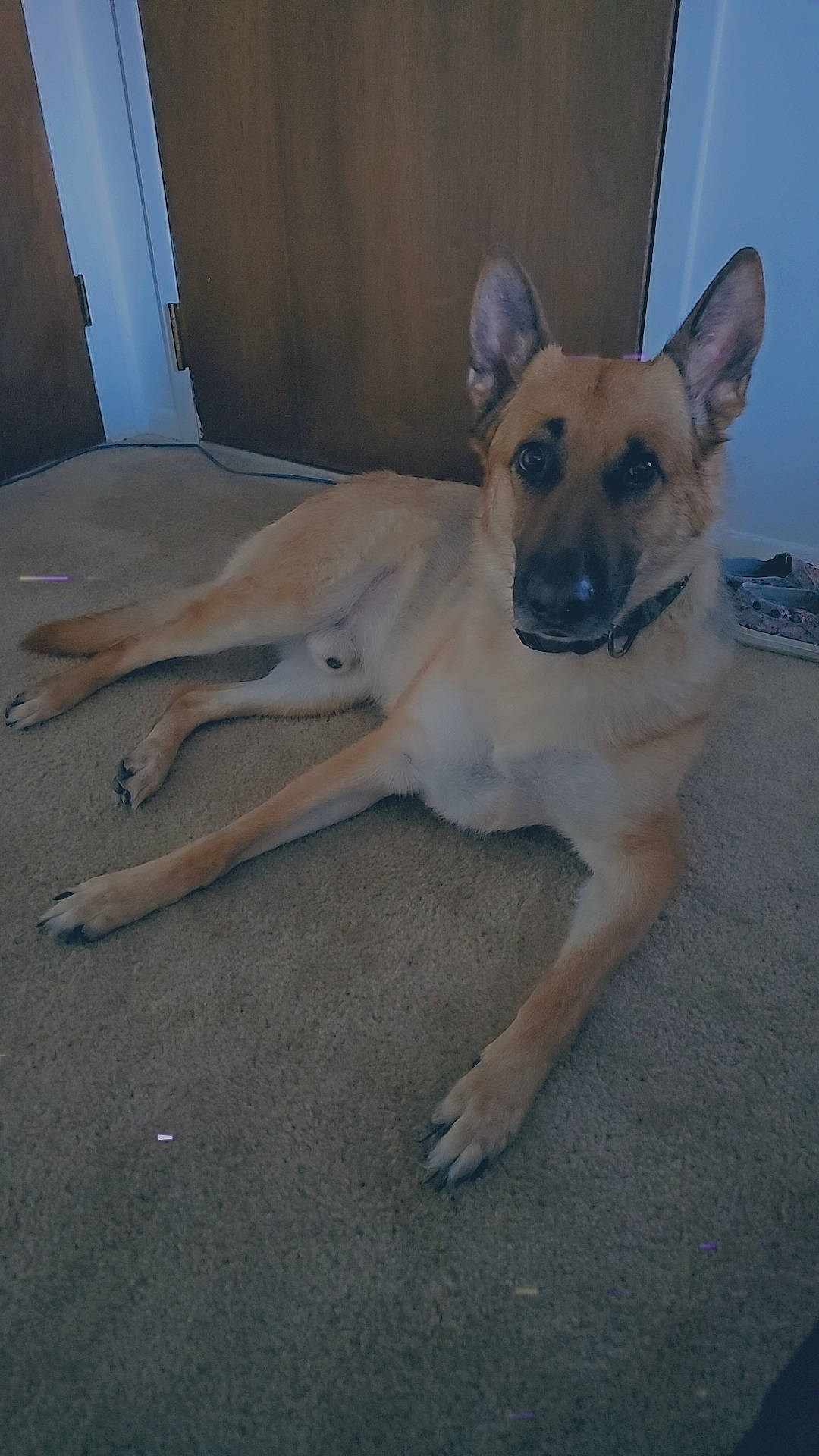 Cassius joined the competition — help win amazing prizes! canidae, carnivore, collar, companion_dog, dog, dog_breed, dog_collar, dog_supply, fawn, floor, flooring, hardwood, non_sporting_group, paw, pet_supply, snout, sporting_group, tail, wood, working_animal