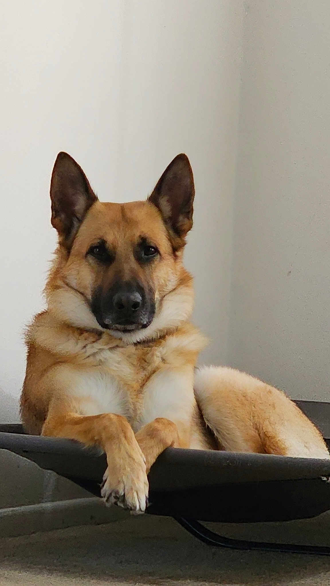 Cassius