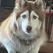 Chloe is registered to the contest to win money with this photo: animal, blue_eyes, bookshelf, canine, close_up, companion, cute, dog, domestic, fluffy, fur, furniture, home, husky, indoor, looking, mammal, pet, portrait, wooden_cabinet