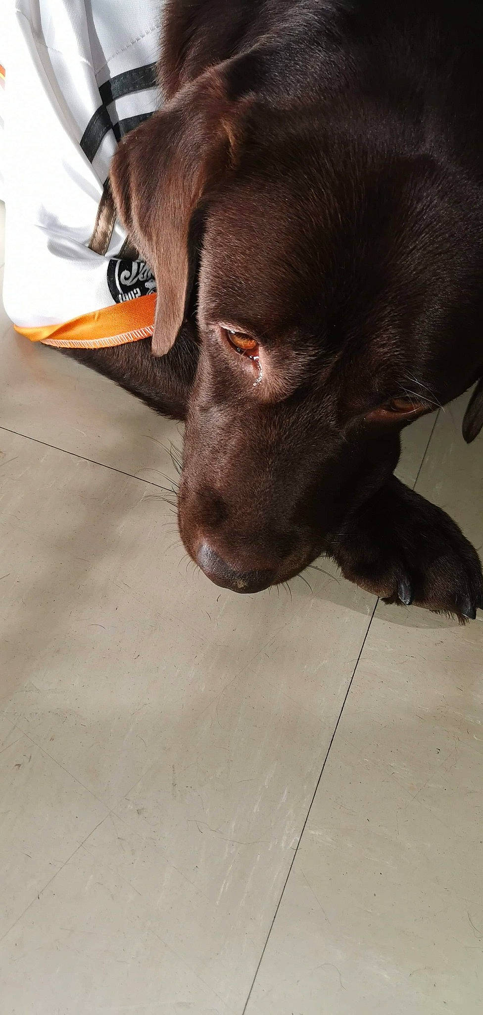 Nell participe au concours pour gagner de l'argent avec cette photo : borador, canidae, carnivore, companion_dog, dog, dog_breed, dog_collar, floor, flooring, fur, gun_dog, hunting_dog, liver, metal, pet_supply, retriever, sporting_group, whiskers, working_animal