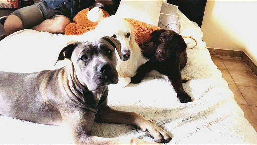 Nell participe au concours pour gagner de l'argent avec cette photo : canidae, carnivore, comfort, companion_dog, couch, dog, dog_breed, dog_supply, fawn, flooring, fur, giant_dog_breed, great_dane, guard_dog, linens, puppy_love, whiskers, working_animal, working_dog, wrinkle