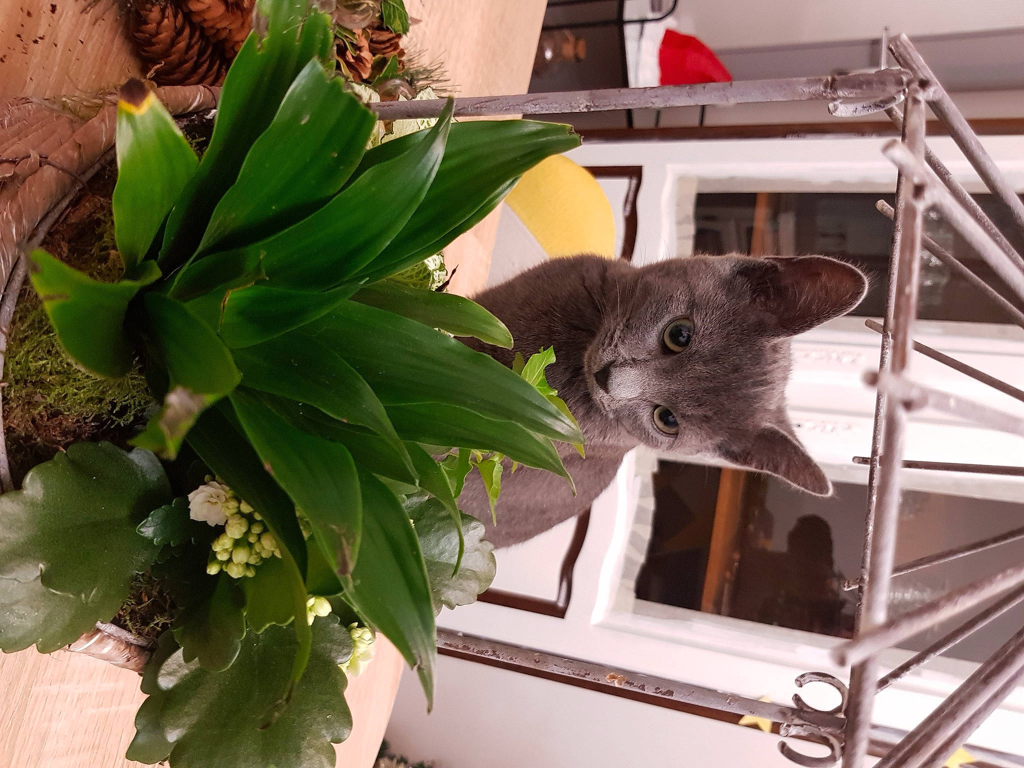 Zouzoute Pete a rejoint le concours — aidez-le/la à gagner de superbes lots ! annual_plant, domestic_short_haired_cat, felidae, floral_design, floristry, flower, flower_arranging, flowering_plant, flowerpot, herb, houseplant, koala, marsupial, natural_material, plant, plant_stem, room, terrestrial_animal, terrestrial_plant, whiskers