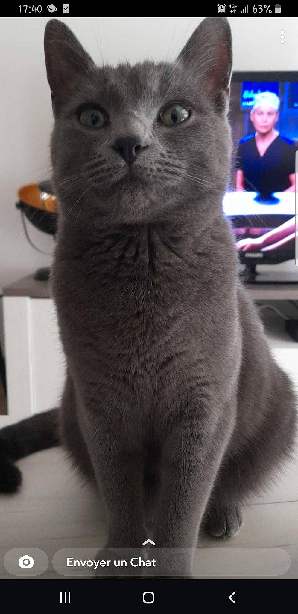 Zouzoute Pete a rejoint le concours — aidez-le/la à gagner de superbes lots ! carnivore, cat, domestic_short_haired_cat, ear, felidae, fur, grey, mammal, photography, russian_blue, small_to_medium_sized_cats, snout, tail, terrestrial_animal, whiskers