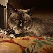 Queen Biscuit Susan is registered to the contest to win money with this photo: cat, animal, pet, indoor, quilt, fur, whiskers, relaxed, resting, closeup, face, ears, bedroom, feline, mammal, cute, domestic, sleepy, comfort, paw