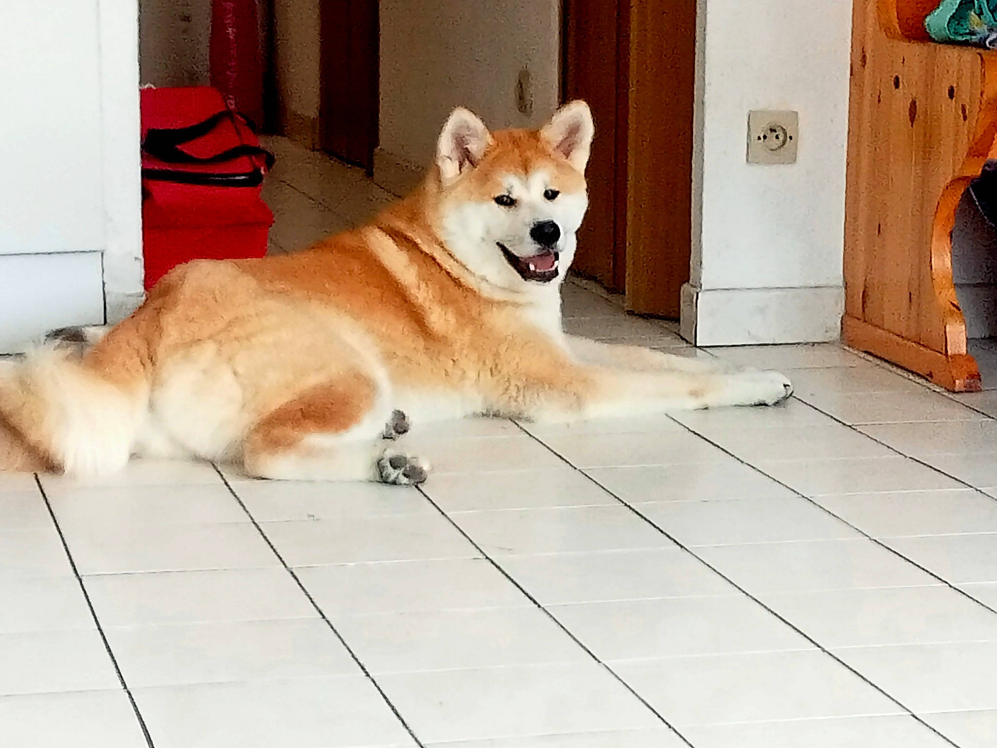 Sayuri a rejoint le concours — aidez-le/la à gagner de superbes lots ! ancient_dog_breeds, canidae, carnivore, collar, companion_dog, dog, dog_breed, dog_supply, door, fawn, floor, flooring, fur, hardwood, snout, spitz, tail, wood, working_animal, working_dog